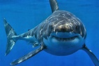 Tiburón Blanco » Características, curiosidades, hábitat y más...