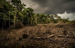 Learn the effects of deforestation | WWF