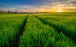 Green Field Wallpapers - Top Free Green Field Backgrounds - WallpaperAccess