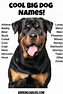 Top 100 Female Rottweiler Names - Stom
