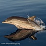 Dolphin Biology and Conservation: Golden dolphin