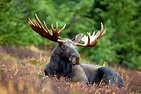 animals, Moose Wallpapers HD / Desktop and Mobile Backgrounds