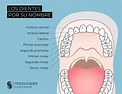 Nombre de los dientes, número y función: Clínica Friedländer