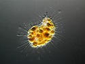Kingdom of Protozoa | CDC