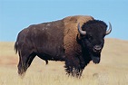 Improving the Safety and Health of Bison Handlers | NIOSH Science Blog ...