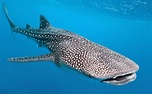 10+ Whale Shark HD Wallpapers | Background Images