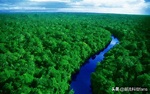亞馬遜森林中最高的樹 超出此前記錄30米 - 每日頭條