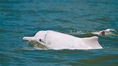 救護隊青年 送迷路白海豚回家 - 話題觀察 - 旺報