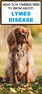 Lyme Disease in Dogs - PBS Pet Travel