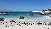 Boulders Beach: A Guide For Those Travelling To South Africa