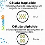 Célula haploide x diploide | Bio Nota 10