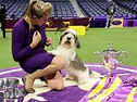 The Westminster dog show winner is the first of its breed to be thrown ...