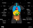 Inner organs chart - schematic illustration with colored organs and ...
