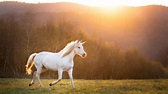 What's the origin of the unicorn myth? | Live Science