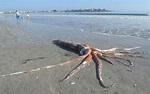 Calamaro gigante di 4 metri ritrovato su una spiaggia in Sudafrica. FOTO