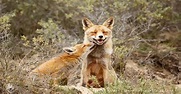 Happy Mother and Son Foxes : foxes