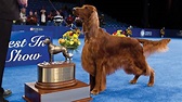 Revisit these Best-in-Show Winners just in time for the National Dog ...