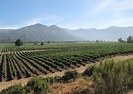 Visit Casablanca Valley on a trip to Chile | Audley Travel UK