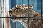 Animals In Captivity | Born Free USA Animal Advocacy