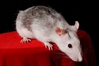 Rats and Their Types, Colors, and Patterns (With Photos) - PetHelpful