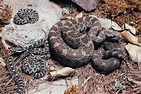 Rattlesnake | Definition, Habitat, Species, & Facts | Britannica