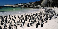 Playa de Boulders | Santuario de pingüinos para tomar el sol y ...