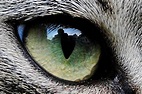 Katzenauge Foto & Bild | natur, katzen, tiere Bilder auf fotocommunity