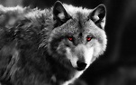 Papéis de Parede Lobo close-up, olhos vermelhos, predador 1920x1200 HD ...