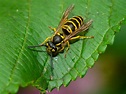 Yellow Jackets are important to our ecosystem | Discovery Place Nature