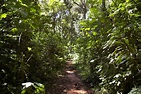Kakamega Forest Reserve - Stunningtravel