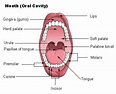 File:Illu mouth.jpg - Wikipedia