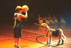 Favorite Basketball Movies | Dog movies, Air bud, Famous dogs