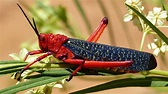 In Pics | As locusts wreak havoc, a look at the creature and its ...