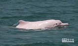 白海豚有家了 農委會劃全台首座海上棲地 - 生活 - 中時