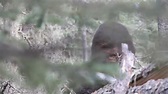 Survivorman Video of Bigfoot Blinking!? | Bigfoot Research News