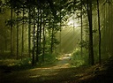 Dense Forest Wallpapers - Top Free Dense Forest Backgrounds ...