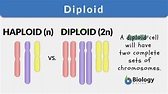 Diploid Definition and Examples - Biology Online Dictionary