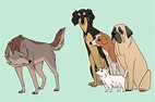 The Origin of Dogs: When, Where, and How Many Times Were They ...