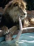 These Photos Of Melanie Griffith And Her Pet Lion In The 1970s Are ...