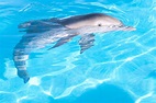 Foto de La gran aventura de Winter el delfín - Foto 18 sobre 43 ...