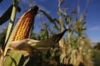 Safety of Monsanto/Dow's Newly Approved Frankenfood (RNAi Corn) Called ...