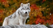 Banco de Imágenes Gratis: Un lobo salvaje en el ártico - Animales muy ...