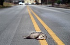 Popular driving app uses the crowd to stop roadkill overkill - Green ...