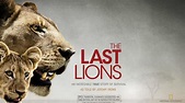 The Last Lions Free Online Watching Sources, Watching The Last Lions ...