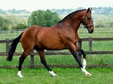 Oldenburg horse | Horse breeds, Horses, Warmblood horses