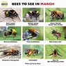 solitary bees | Urban Bees Blog