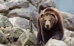 #1139627 animals, rock, closeup, wildlife, bears, Zoo, Grizzly bear ...