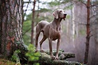 Weimaraner - Raças de Cães - InfoEscola