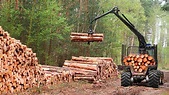 Explotación forestal - EcuRed