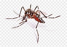 Mosquito Febre Amarela Png - Imagens Do Aedes Aegypti, Transparent Png ...